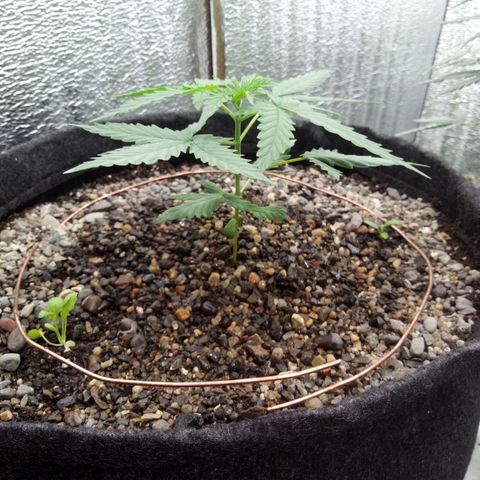 Gorilla Glue Auto Barney's Farm  growlog timeline photo