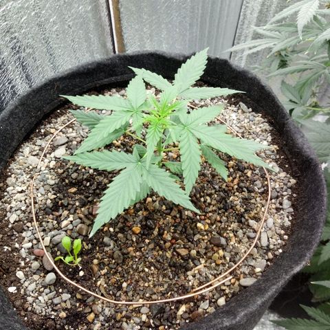 Gorilla Glue Auto Barney's Farm  growlog timeline photo