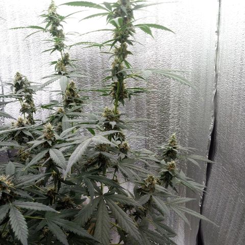 Amirani Auto - Caucasian  growlog timeline photo