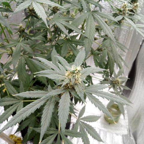 Amirani Auto - Caucasian  growlog timeline photo