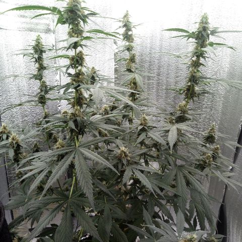 Amirani Auto - Caucasian  growlog timeline photo