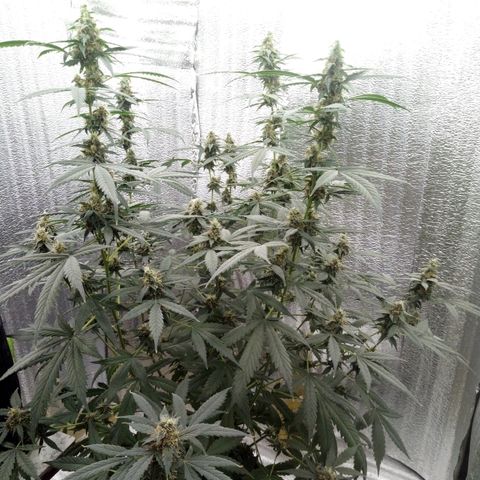 Amirani Auto - Caucasian  growlog timeline photo