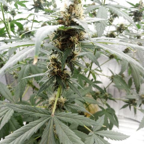 Amirani Auto - Caucasian  growlog timeline photo