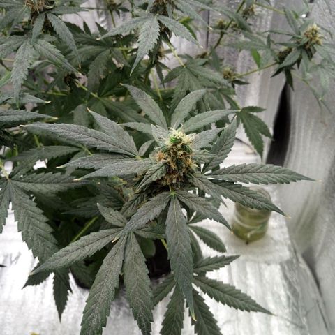 Amirani Auto - Caucasian  growlog timeline photo