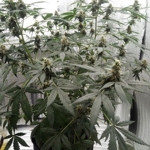 Amirani Auto - Caucasian  growlog timeline photo