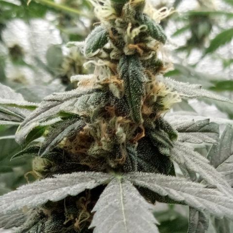Amirani Auto - Caucasian  growlog timeline photo