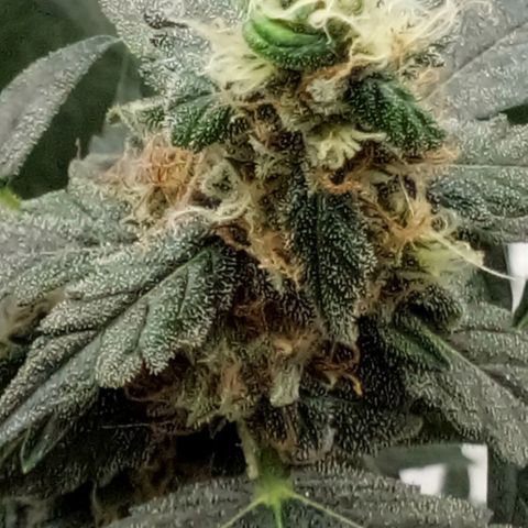 Amirani Auto - Caucasian  growlog timeline photo