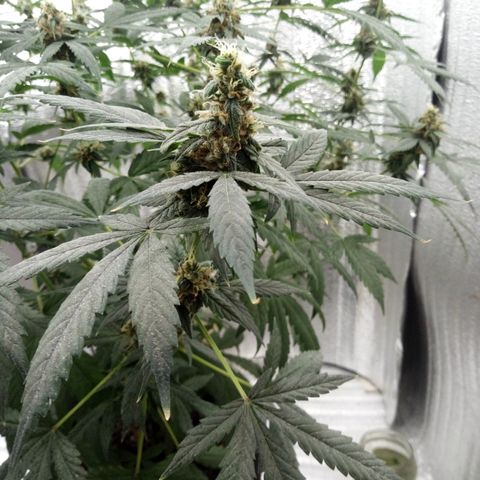 Amirani Auto - Caucasian  growlog timeline photo