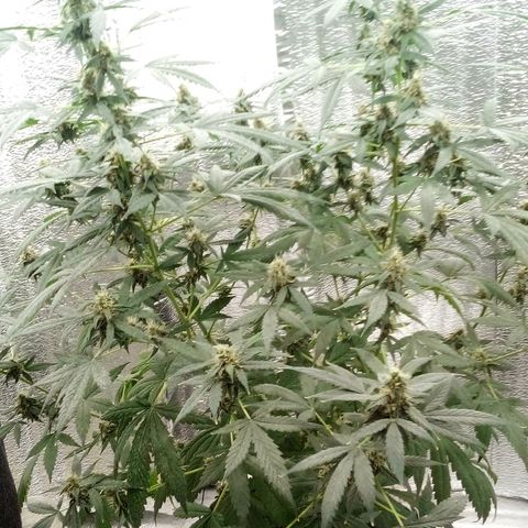 Amirani Auto - Caucasian  growlog timeline photo