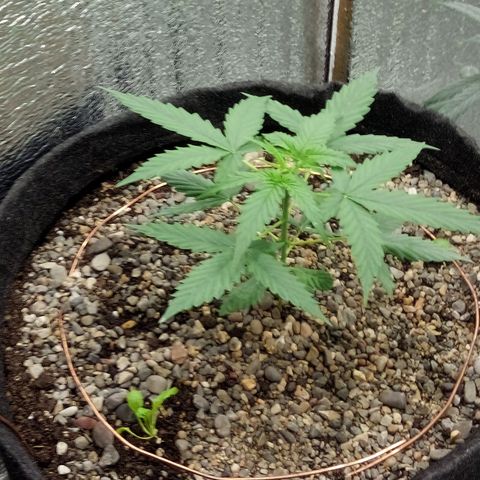 Gorilla Glue Auto Barney's Farm  growlog timeline photo