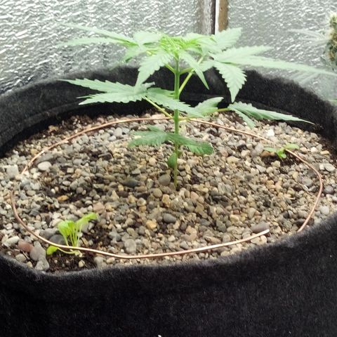 Gorilla Glue Auto Barney's Farm  growlog timeline photo