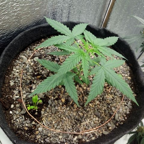 Gorilla Glue Auto Barney's Farm  growlog timeline photo