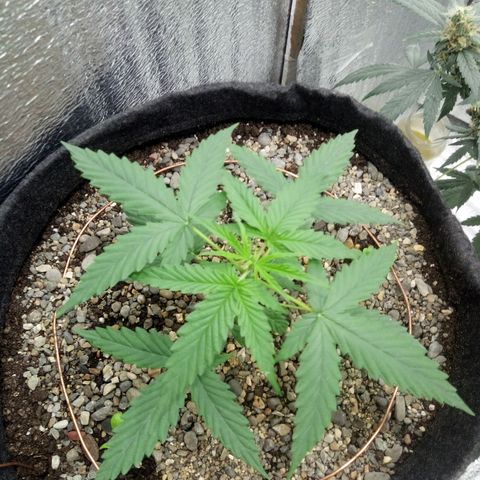 Gorilla Glue Auto Barney's Farm  growlog timeline photo