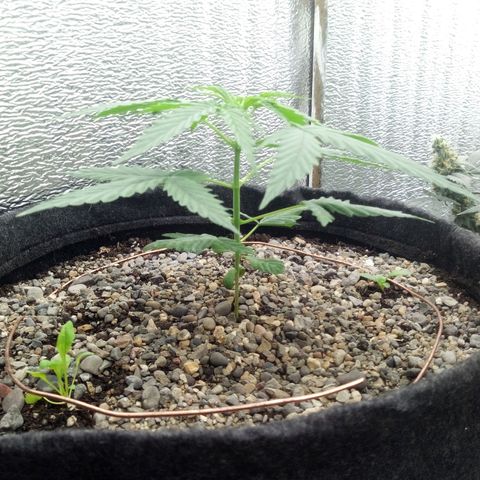 Gorilla Glue Auto Barney's Farm  growlog timeline photo
