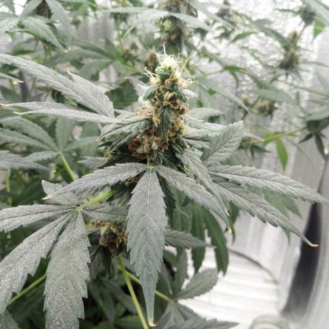 Amirani Auto - Caucasian  growlog timeline photo