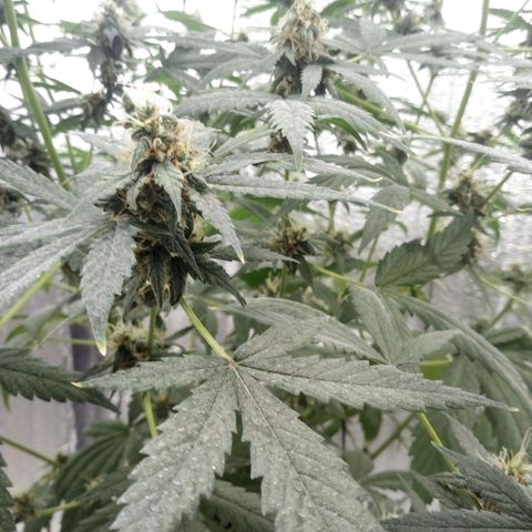 Amirani Auto - Caucasian  growlog timeline photo