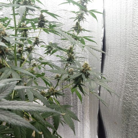 Amirani Auto - Caucasian  growlog timeline photo