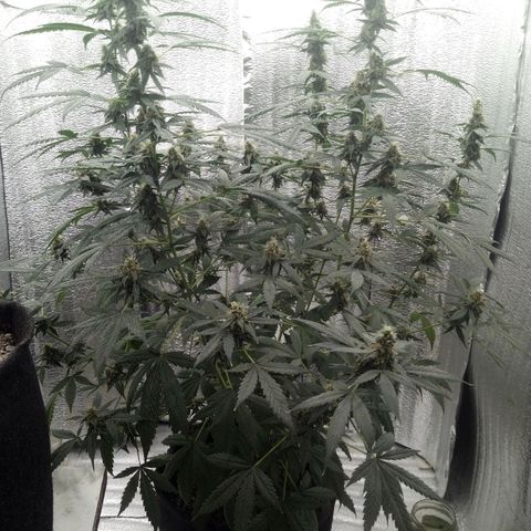 Amirani Auto - Caucasian  growlog timeline photo