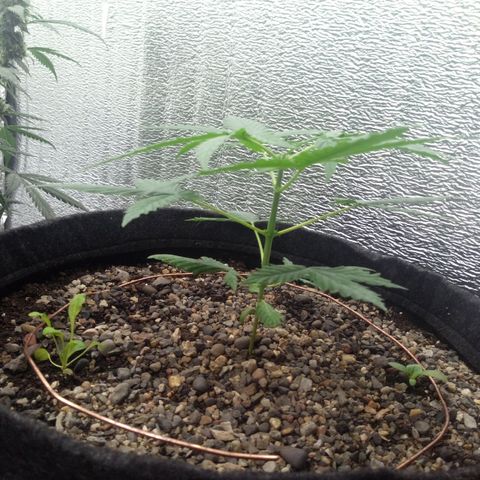 Gorilla Glue Auto Barney's Farm  growlog timeline photo