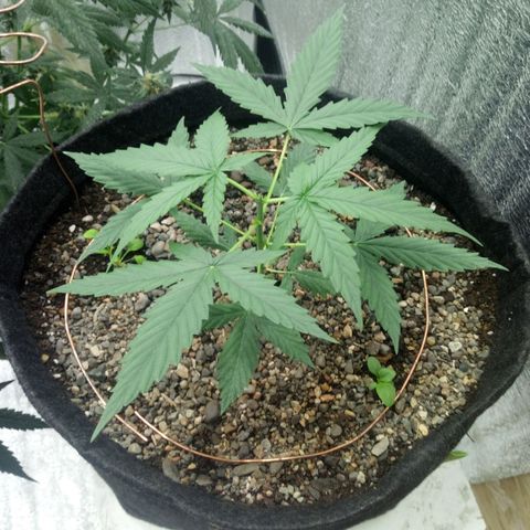 Gorilla Glue Auto Barney's Farm  growlog timeline photo