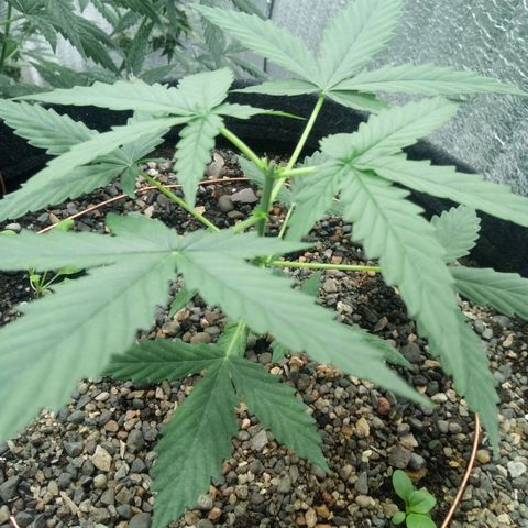 Gorilla Glue Auto Barney's Farm  growlog timeline photo