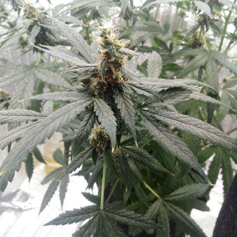 Amirani Auto - Caucasian  growlog timeline photo