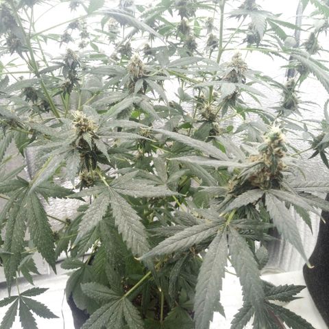 Amirani Auto - Caucasian  growlog timeline photo