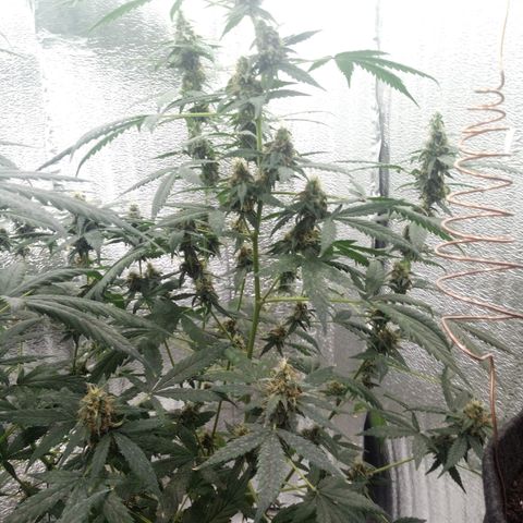 Amirani Auto - Caucasian  growlog timeline photo