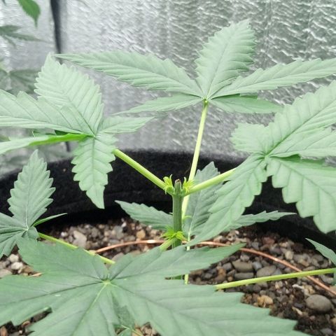 Gorilla Glue Auto Barney's Farm  growlog timeline photo