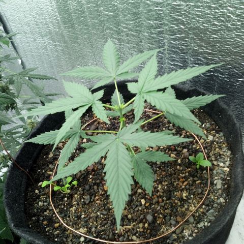 Gorilla Glue Auto Barney's Farm  growlog timeline photo