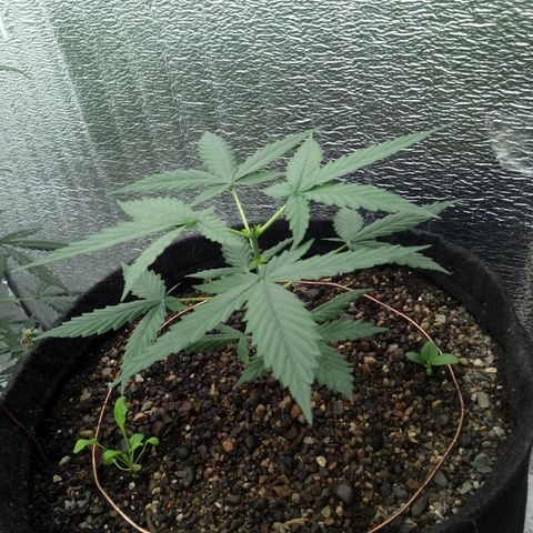 Gorilla Glue Auto Barney's Farm  growlog timeline photo