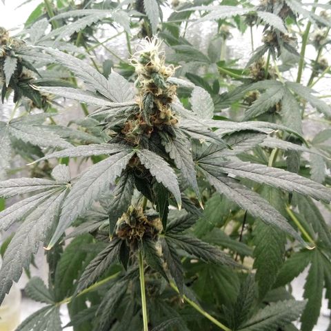 Amirani Auto - Caucasian  growlog timeline photo