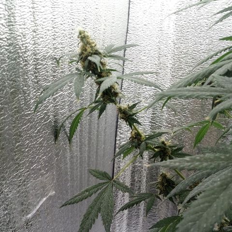 Amirani Auto - Caucasian  growlog timeline photo