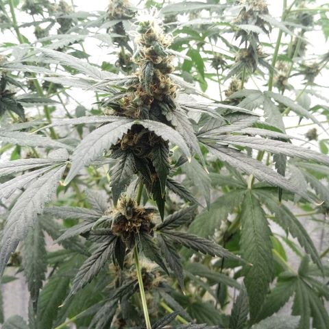 Amirani Auto - Caucasian  growlog timeline photo