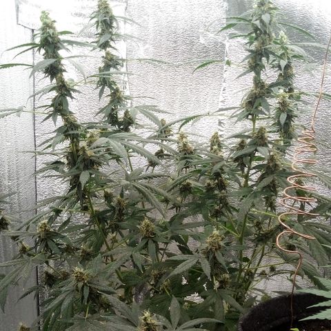 Amirani Auto - Caucasian  growlog timeline photo