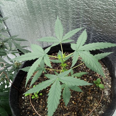 Gorilla Glue Auto Barney's Farm  growlog timeline photo