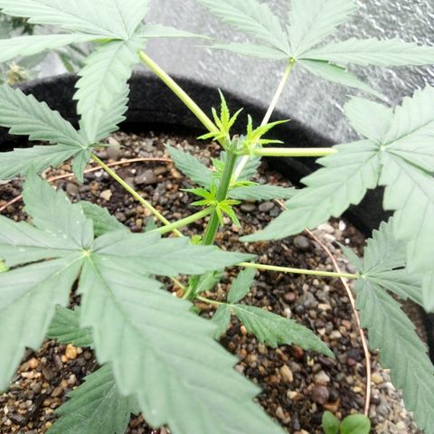 Gorilla Glue Auto Barney's Farm  growlog timeline photo