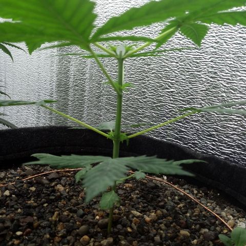 Gorilla Glue Auto Barney's Farm  growlog timeline photo