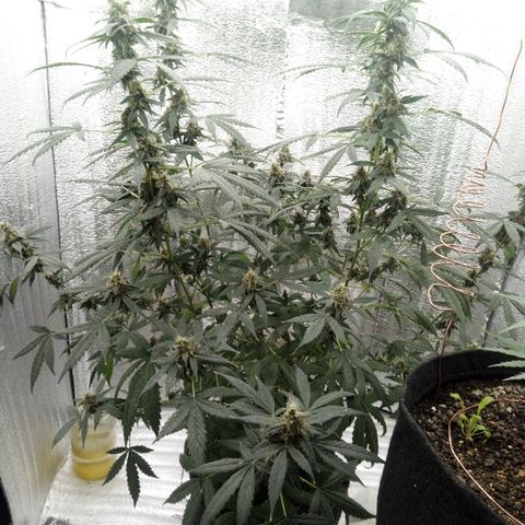 Amirani Auto - Caucasian  growlog timeline photo