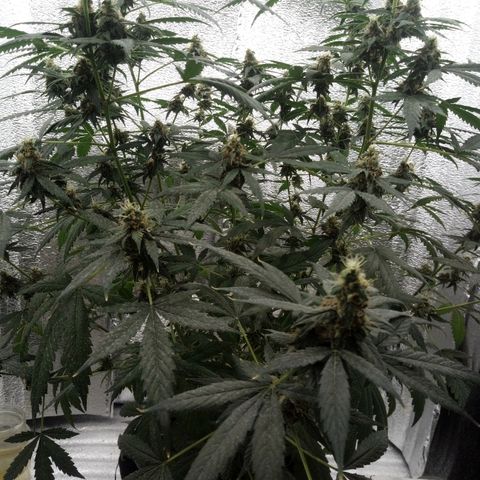 Amirani Auto - Caucasian  growlog timeline photo