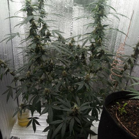 Amirani Auto - Caucasian  growlog timeline photo