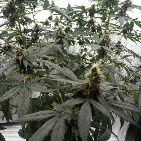 Amirani Auto - Caucasian  growlog timeline photo