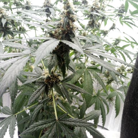 Amirani Auto - Caucasian  growlog timeline photo