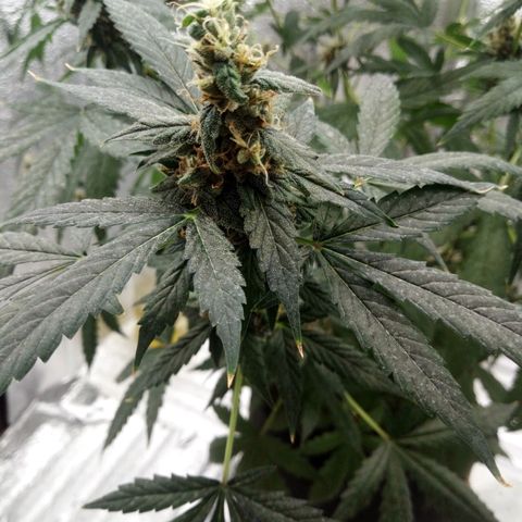 Amirani Auto - Caucasian  growlog timeline photo