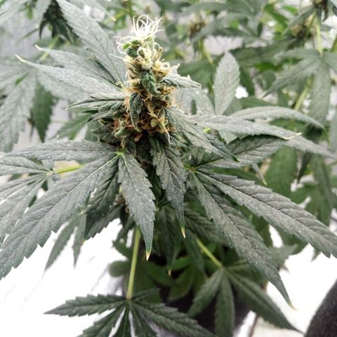 Amirani Auto - Caucasian  growlog timeline photo