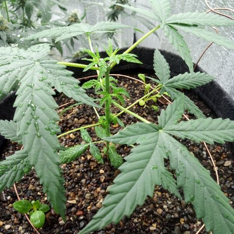 Gorilla Glue Auto Barney's Farm  growlog timeline photo