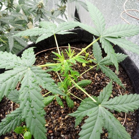 Gorilla Glue Auto Barney's Farm  growlog timeline photo