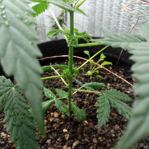 Gorilla Glue Auto Barney's Farm  growlog timeline photo