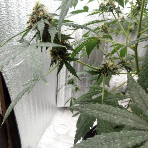 Amirani Auto - Caucasian  growlog timeline photo