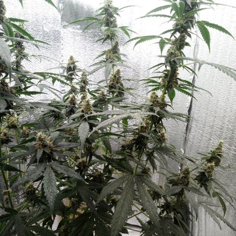 Amirani Auto - Caucasian  growlog timeline photo